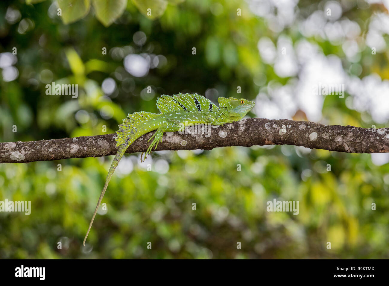 Emerald basilisk en el área de Arenal de Costa Rica Foto de stock