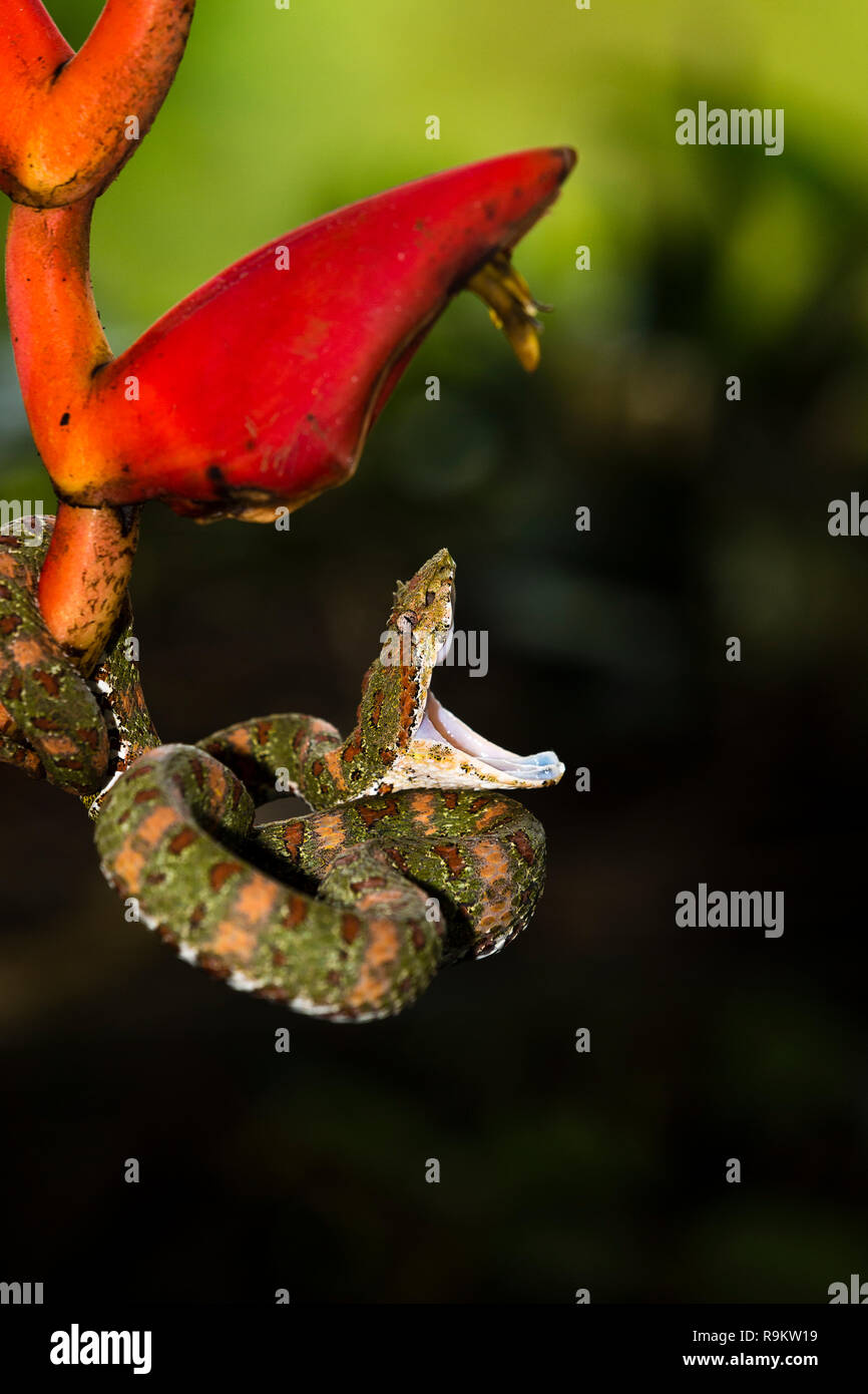 Pestañas de blotched Pitviper venenosas en Costa Rica Foto de stock