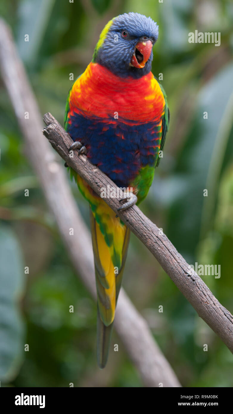 Un arco iris (Trichoglossus moluccanus Lorikeet) posado en una rama en Australia Foto de stock