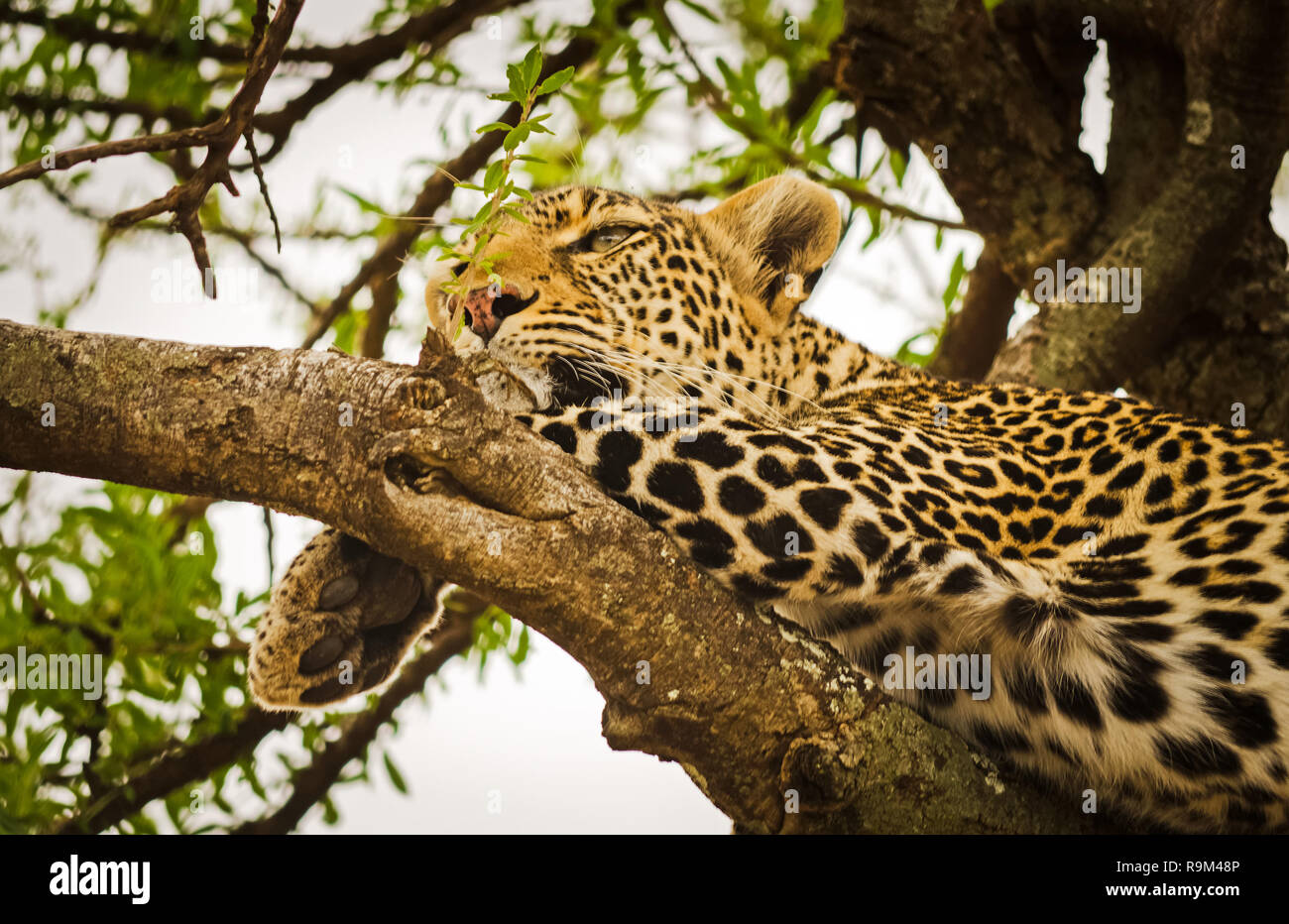 Leopard en un árbol en su hábitat natural en la sabana africana. El  depredador de la familia gato Fotografía de stock - Alamy