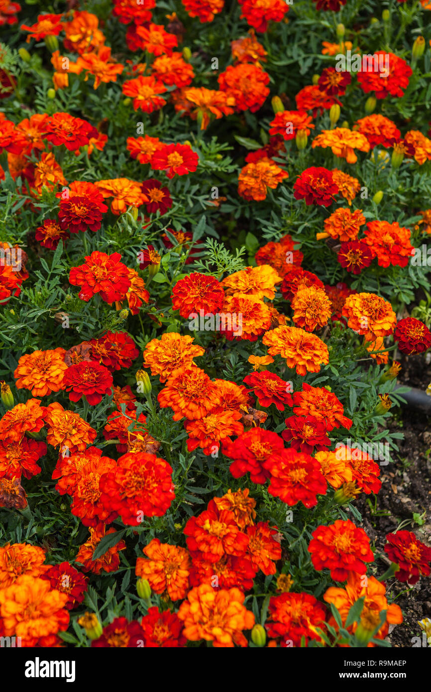 Imagen de tagete (Marigold) en el jardín de verano. Foto de stock