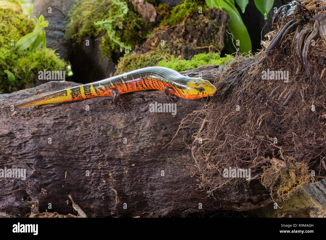Reptil Galliwasp rojo en Costa Rica Foto de stock