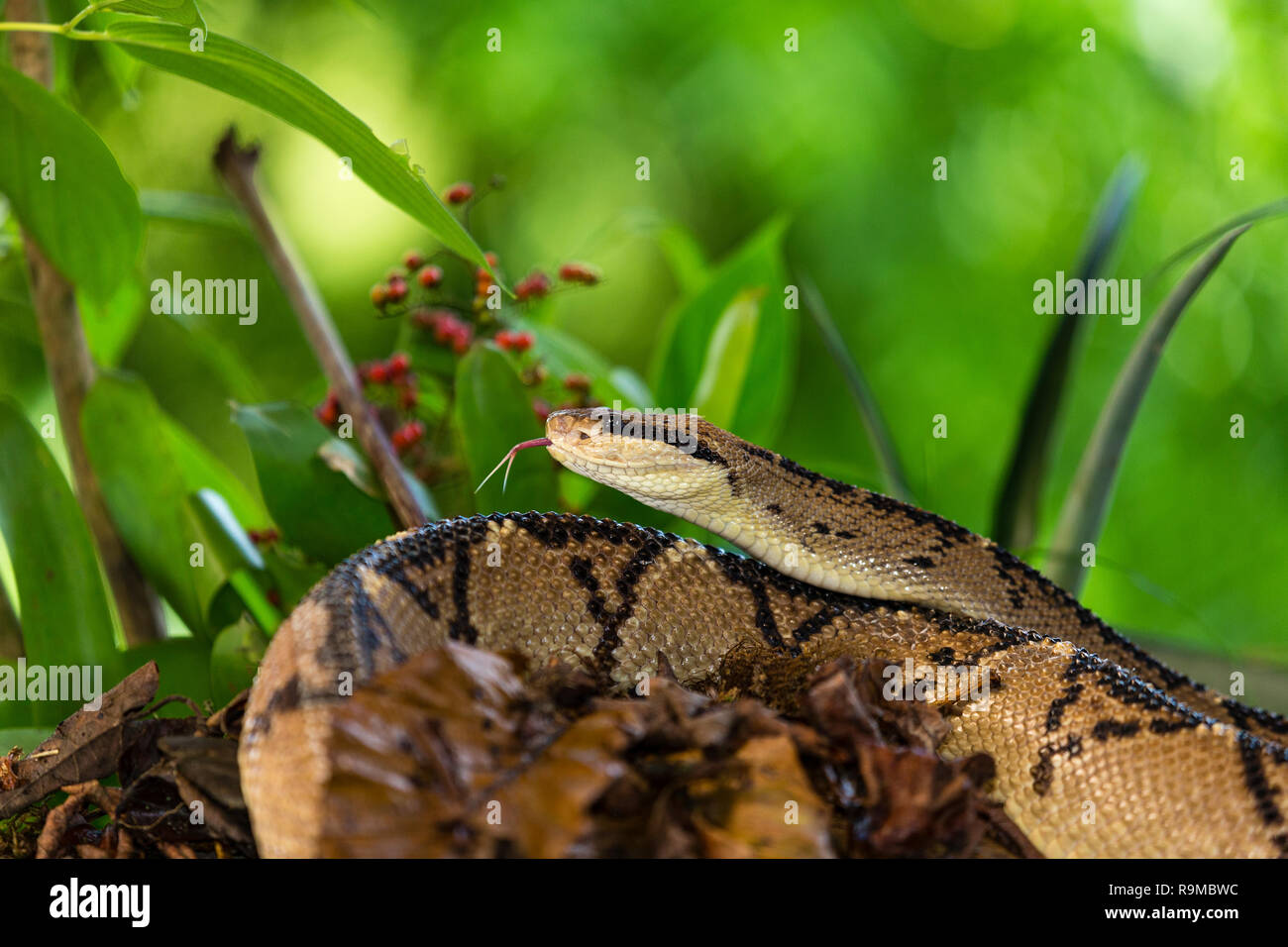 Bushmaster serpiente en Costa Rica Foto de stock