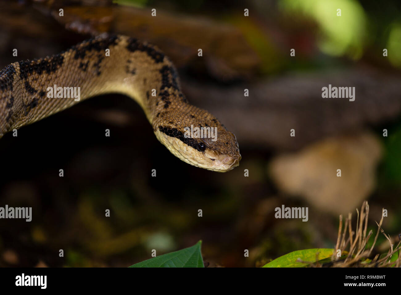 Bushmaster serpiente en Costa Rica Foto de stock