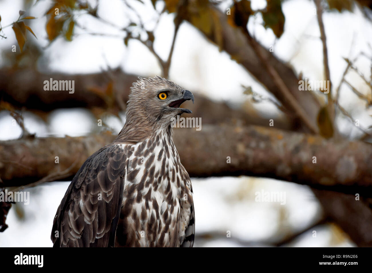 Cambiable hawk águila en su compañero, llamada árbol Dhikala, Jim Corbett, Uttrakhand, India. Foto de stock