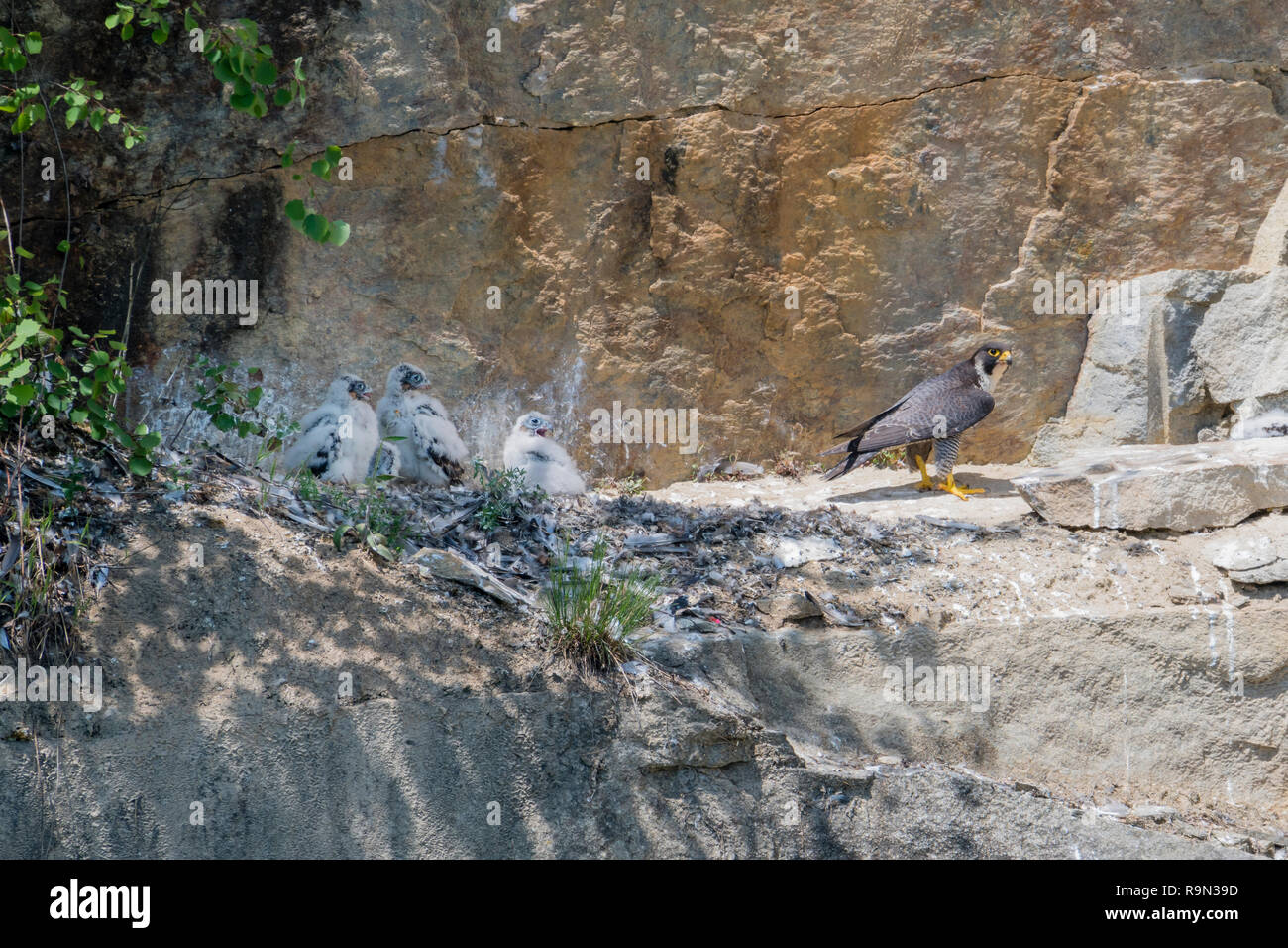 En Steilwand Wanderfalke Brut, Falco peregrinus, halcón peregrino que anidan en el headwall Foto de stock
