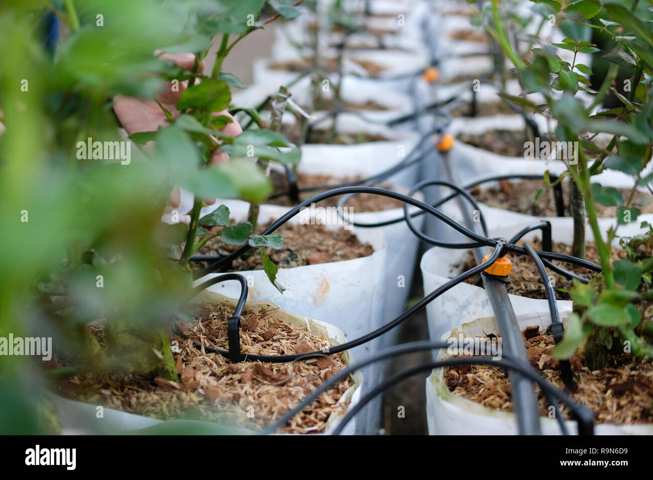 Hileras de plantas en macetas con riego por goteo en un centro de jardín  Fotografía de stock - Alamy