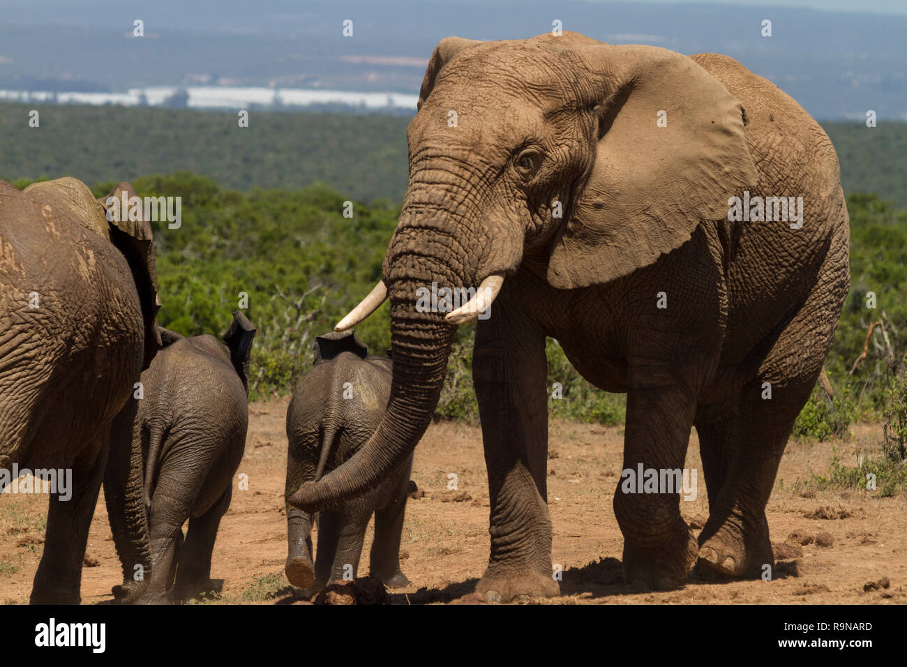 Los elefantes en el Spekboom waterhole, Parque Nacional de Elefantes Addo, Sudáfrica Foto de stock