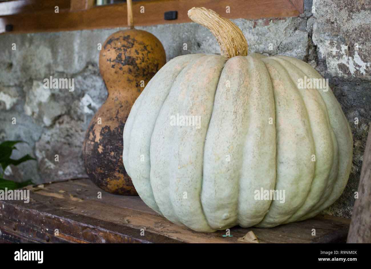Calabazas en mesa de madera Foto de stock