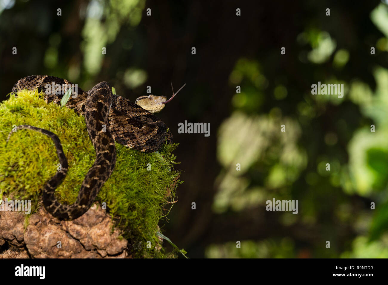 Venenoso Fer-de-Lance snake en Costa Rica Foto de stock