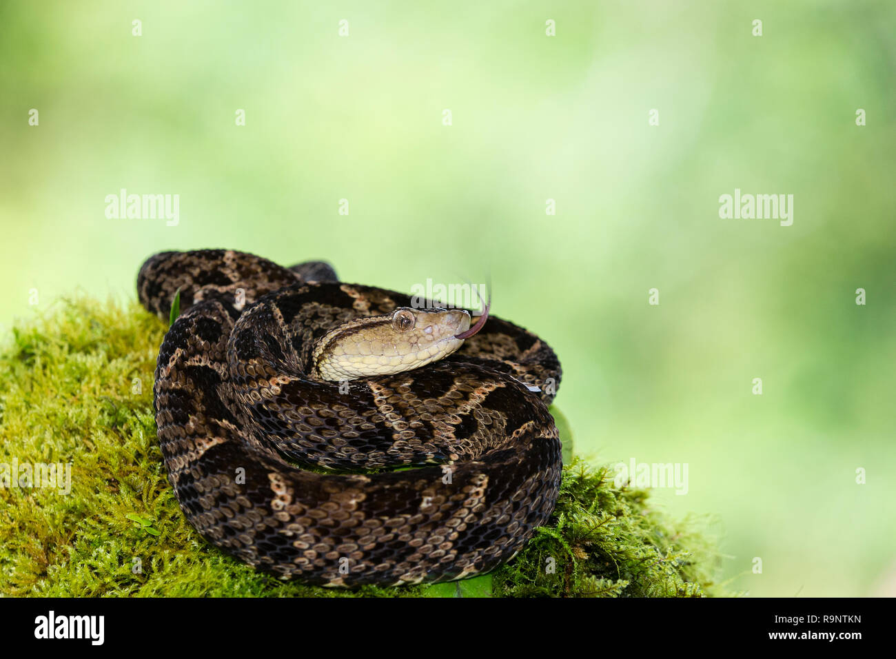Venenoso Fer-de-Lance snake en Costa Rica Foto de stock