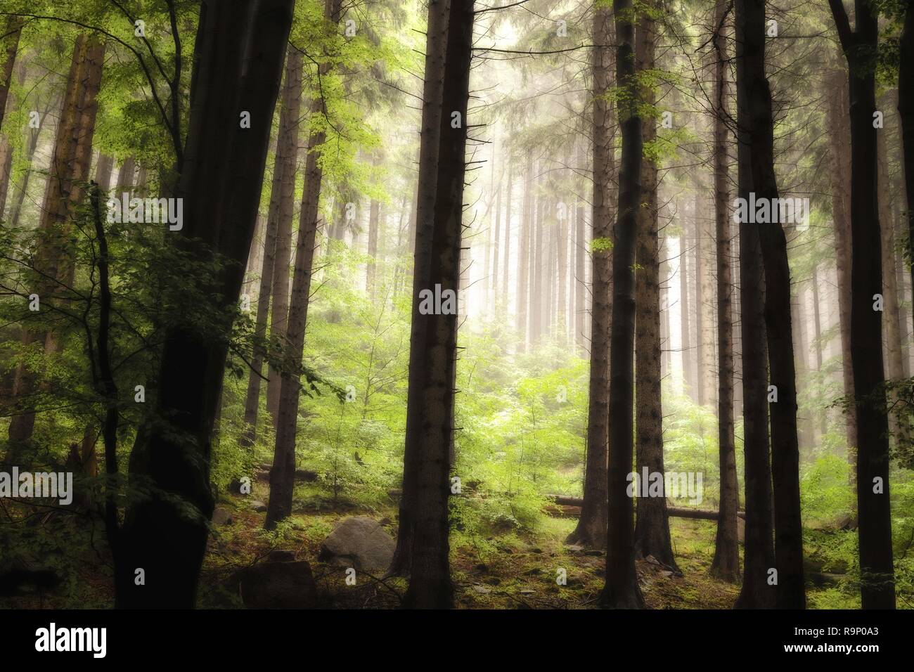 Dentro de un bosque de abeto con enormes árboles y niebla en el fondo Foto de stock