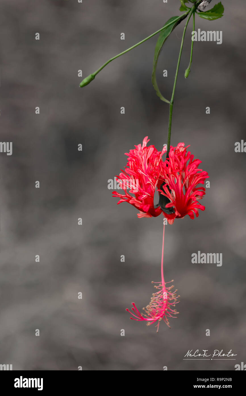 Flor hawaiana nativa fotografías e imágenes de alta resolución - Alamy Flor hawaiana nativa fotografías e imágenes de alta resolución - Alamy