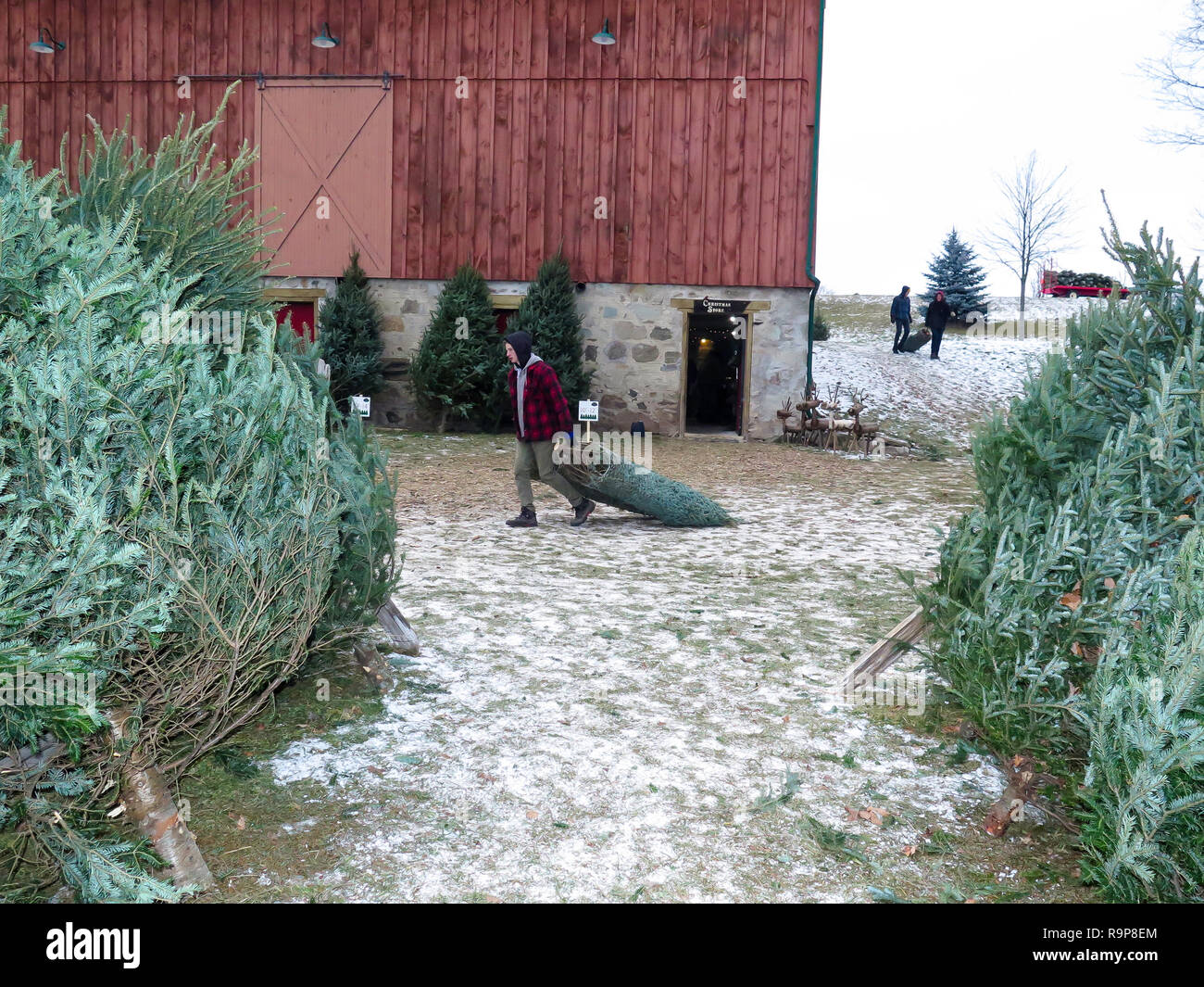 Christmas Tree Farm donde la gente elige y cortar su propio árbol seleccionado en Ontario,Canadá, Hockley valle con niños y padres. y diversión para todos. Foto de stock