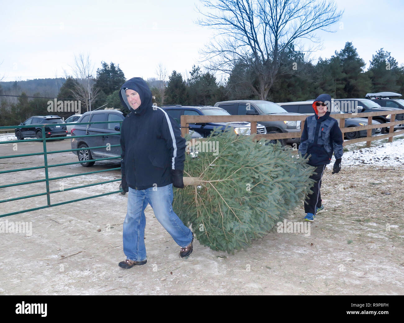 Christmas Tree Farm donde la gente elige y cortar su propio árbol seleccionado en Ontario,Canadá, Hockley valle con niños y padres. y diversión para todos. Foto de stock
