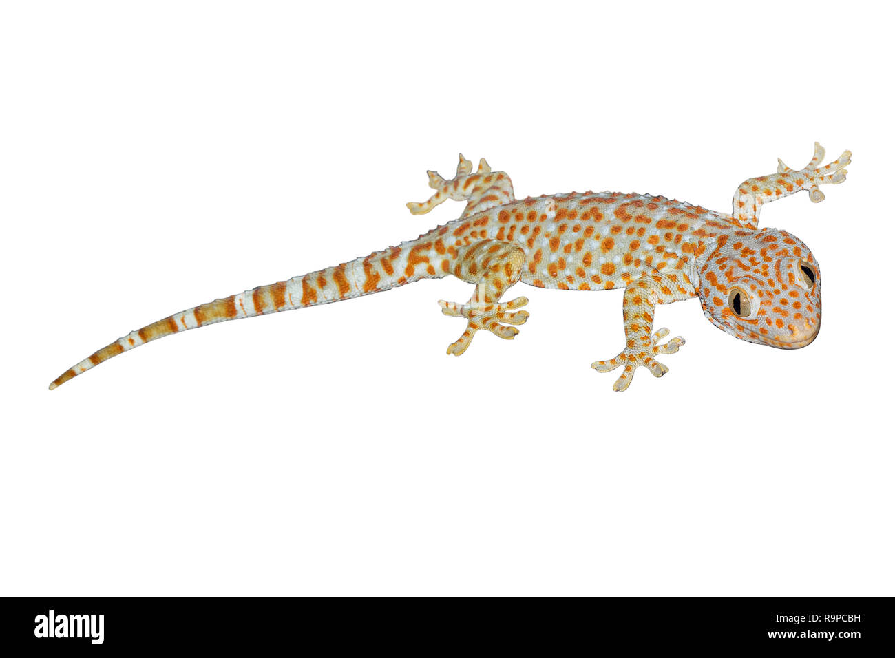 Aislar Gecko sobre fondo blanco con trazado de recorte. Foto de stock