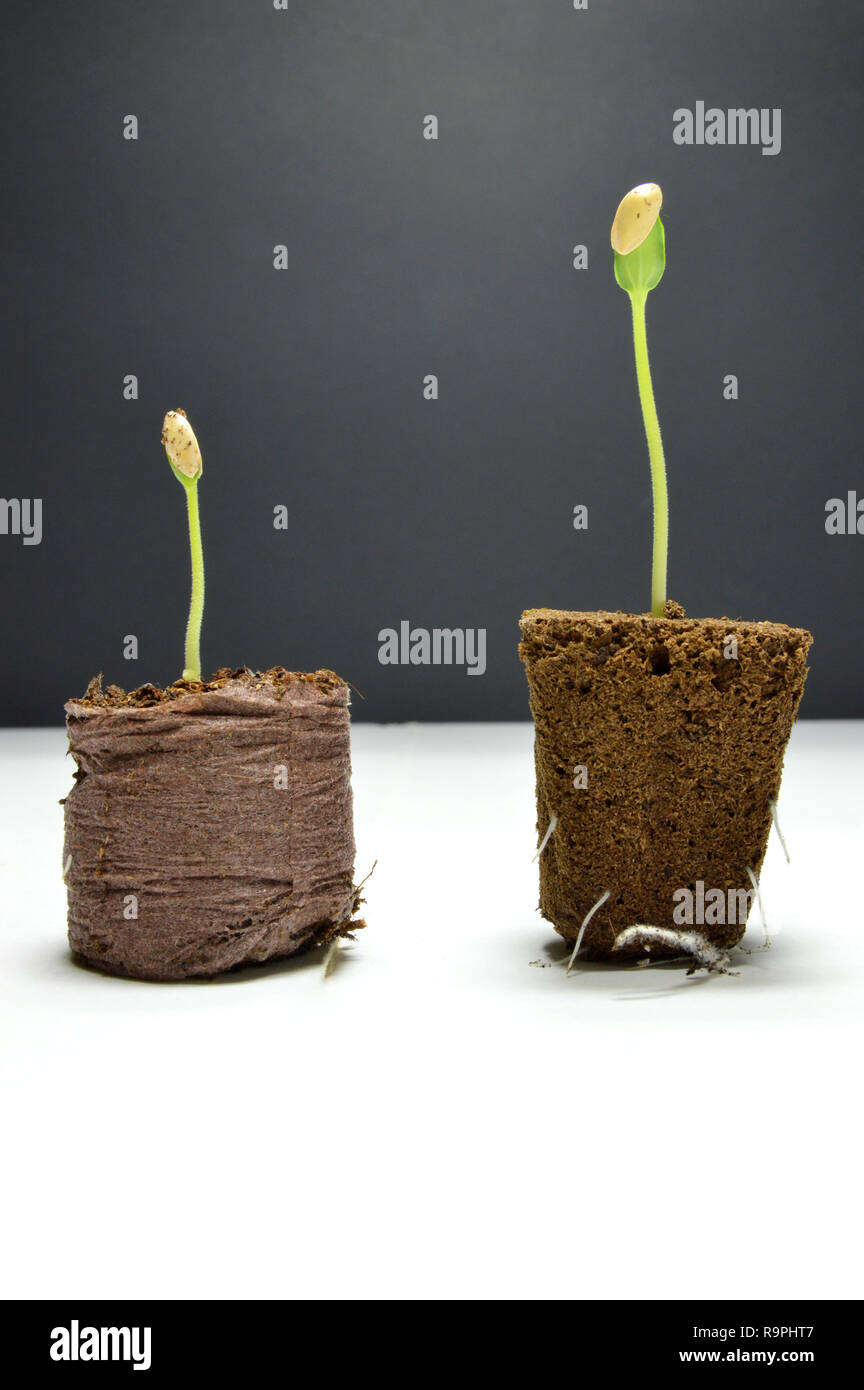 Las plántulas de melón, plantados en una esponja y en un pedazo de turba, después de la germinación. Con aparente raíces. Realizado bajo la lámpara de crecimiento en cultivo de interior. Foto de stock