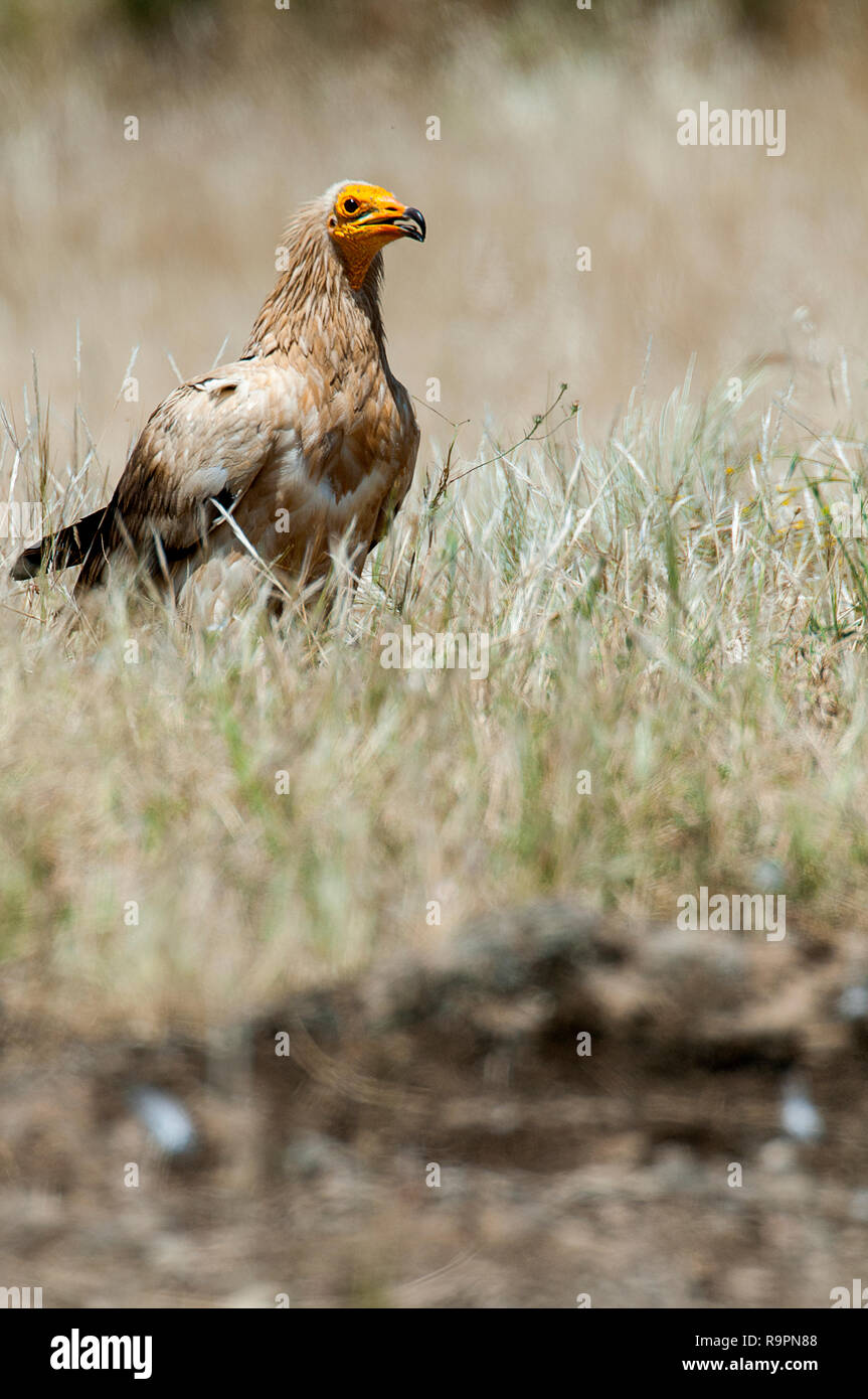 El Alimoche (Neophron percnopterus), scavenger bird en el suelo Foto de stock