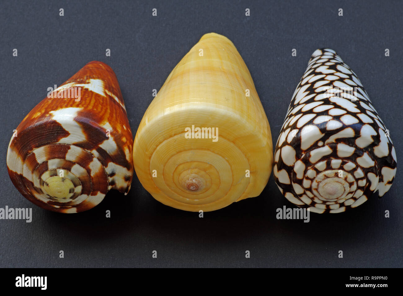Tre las conchas de caracoles marinos Conidae (cono). La imagen de la derecha es de la especie Conus marmoreus. Foto de stock