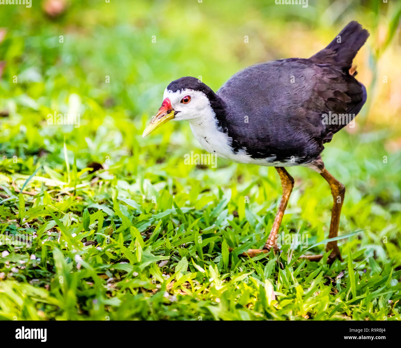 Gallina de mar fotografías e imágenes de alta resolución - Alamy