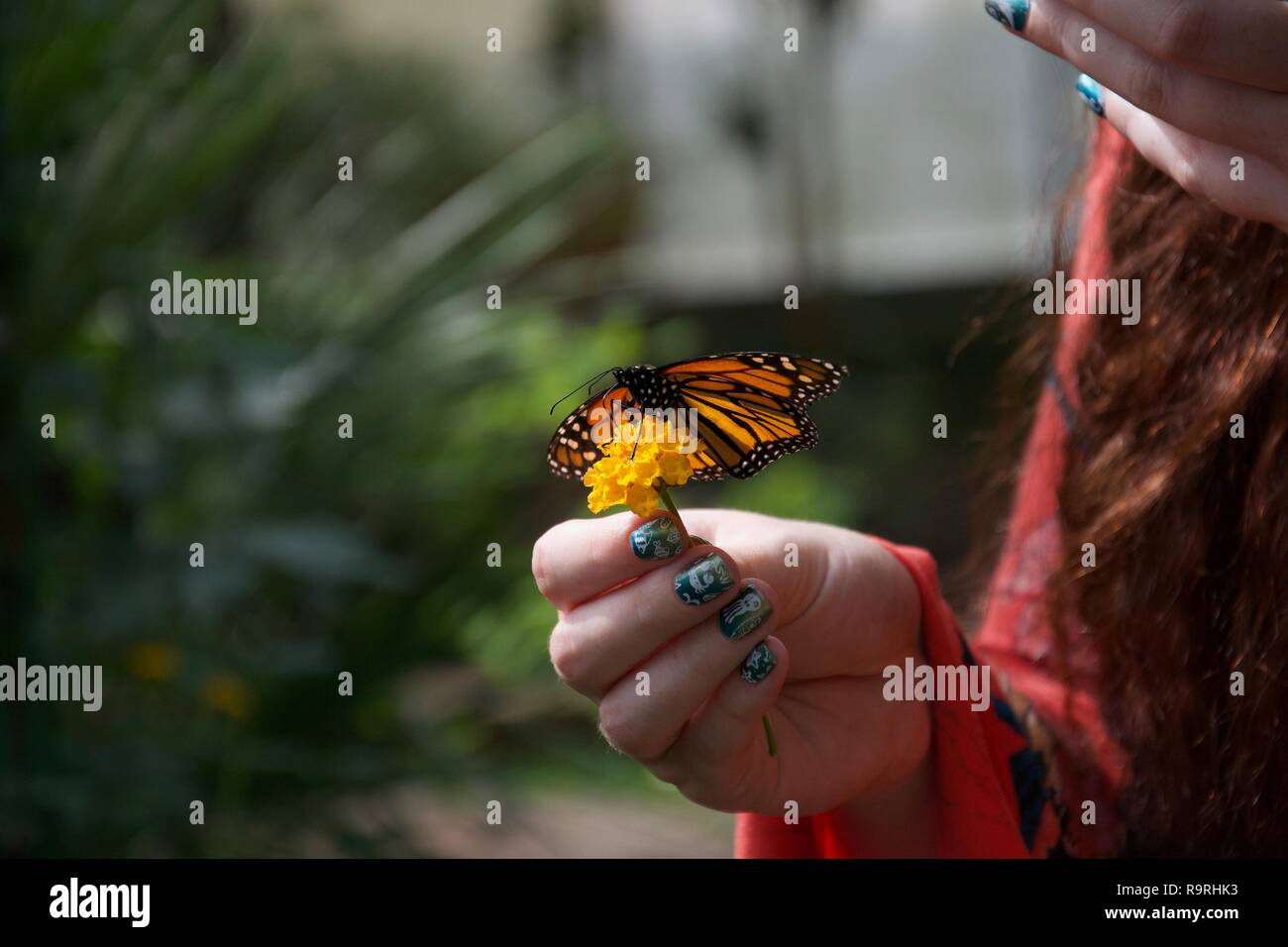Una dama con uñas pintadas posee una pequeña flor amarilla con una naranja, amarillo, blanco y negro posado sobre mariposas con las alas abiertas Foto de stock
