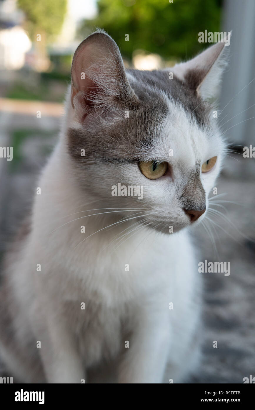 Closeup De Blanco Lindo Gatito Gato Pelaje Pelo Corto Con Manchas De Color Gris En La