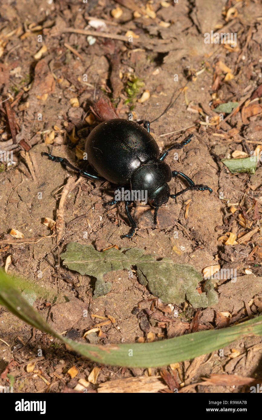 Cerca de un escarabajo sobre un suelo de bosques Foto de stock