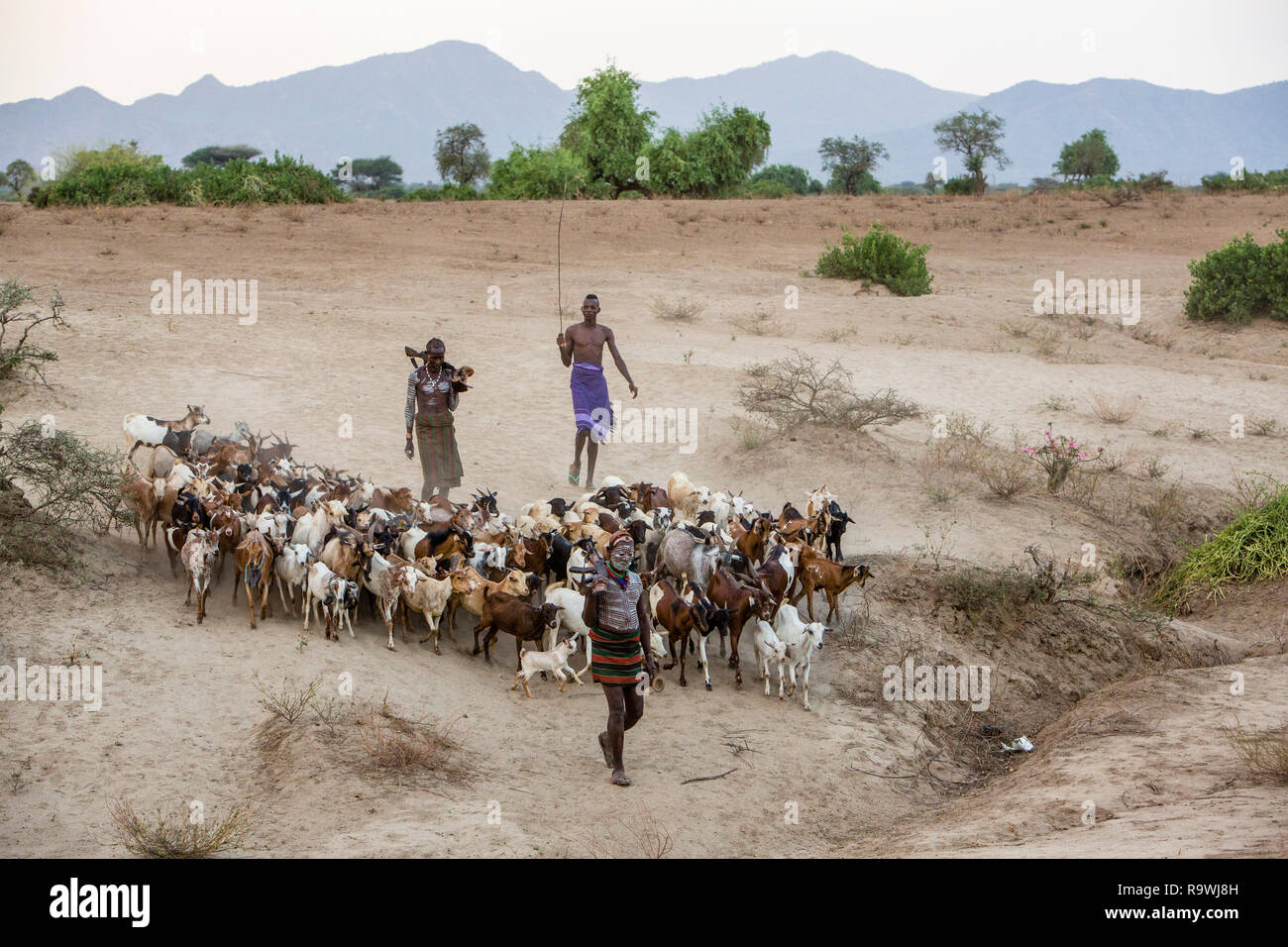 Tribu de Kara arrear cabras de Dus aldea del valle de Omo, Etiopía Foto de stock