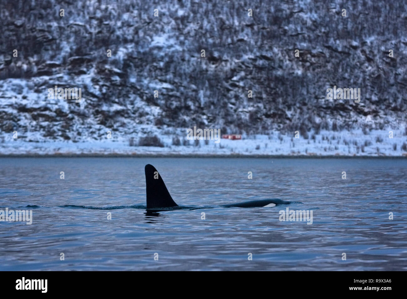 Ballena asesina en Noruega. Ballenas en la bahía. Aleta dorsal por ballena asesina. Foto de stock