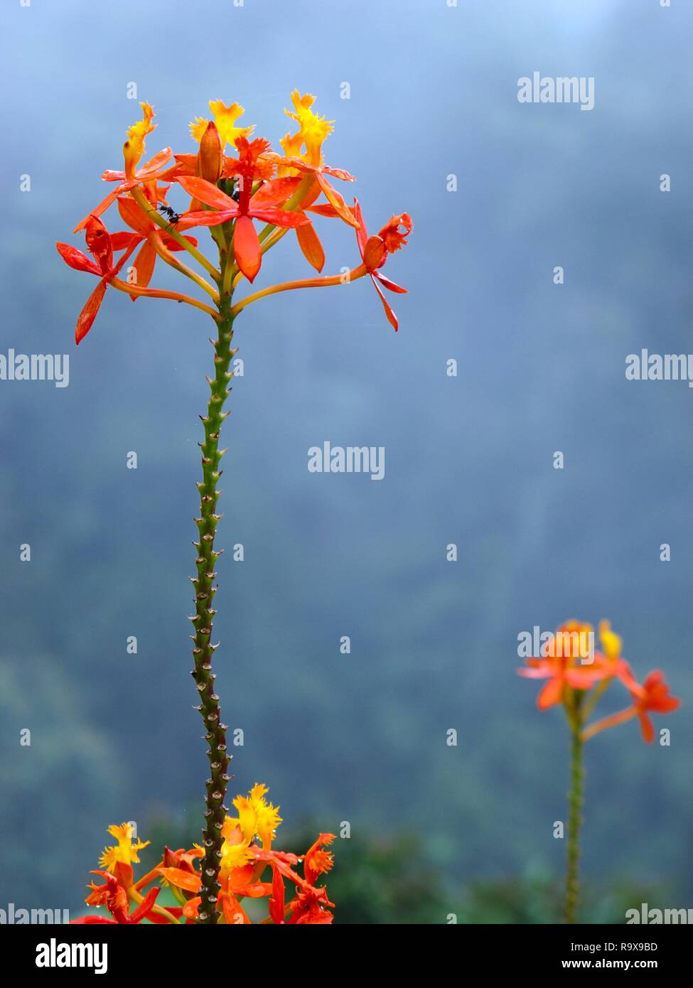 Crucifijo (orquídeas Epidendrum ibaguense Fotografía de stock - Alamy