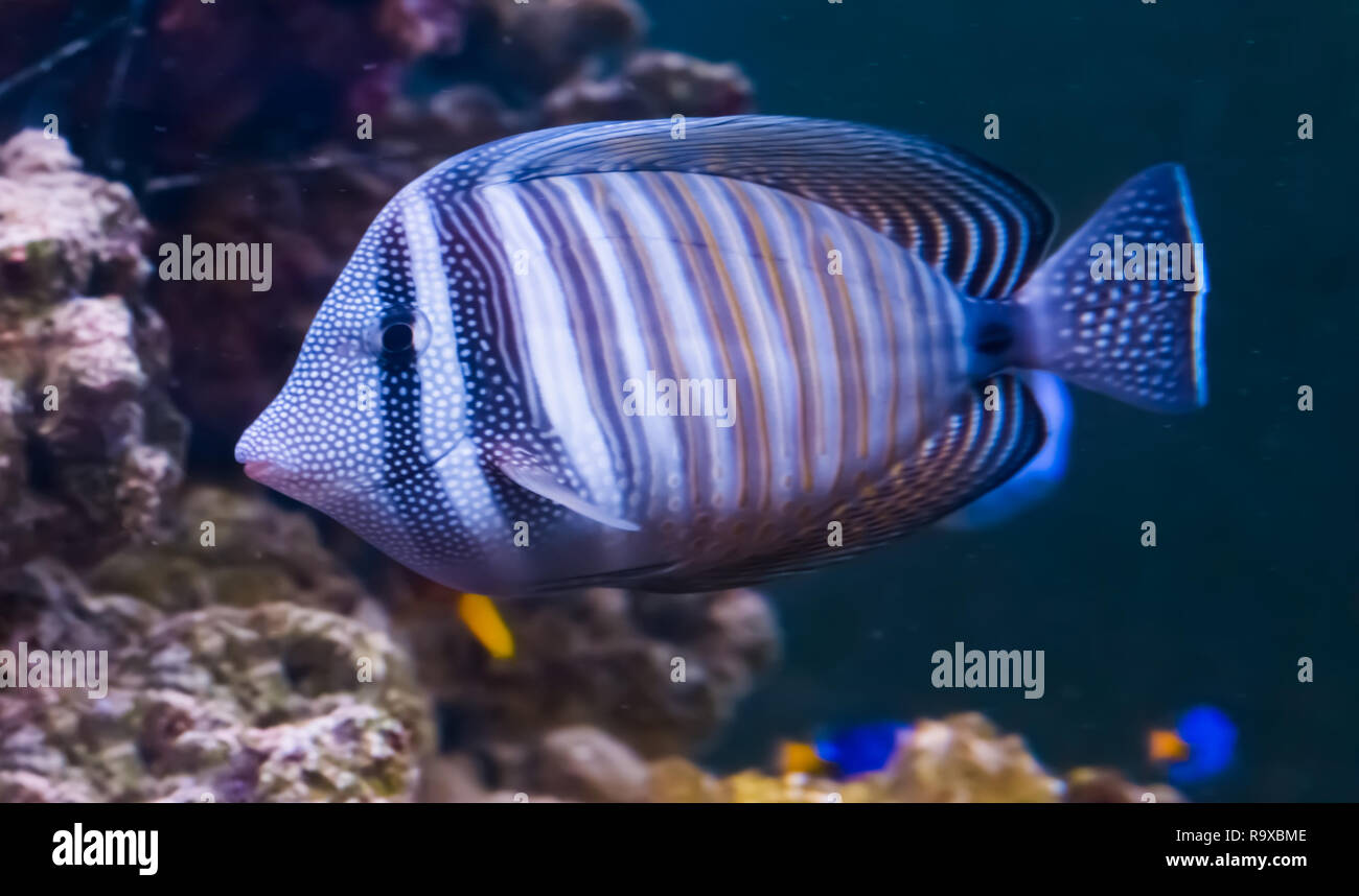 Mar rojo tang sailfin en primer plano, una popular mascota acuario tropical del océano Índico Foto de stock