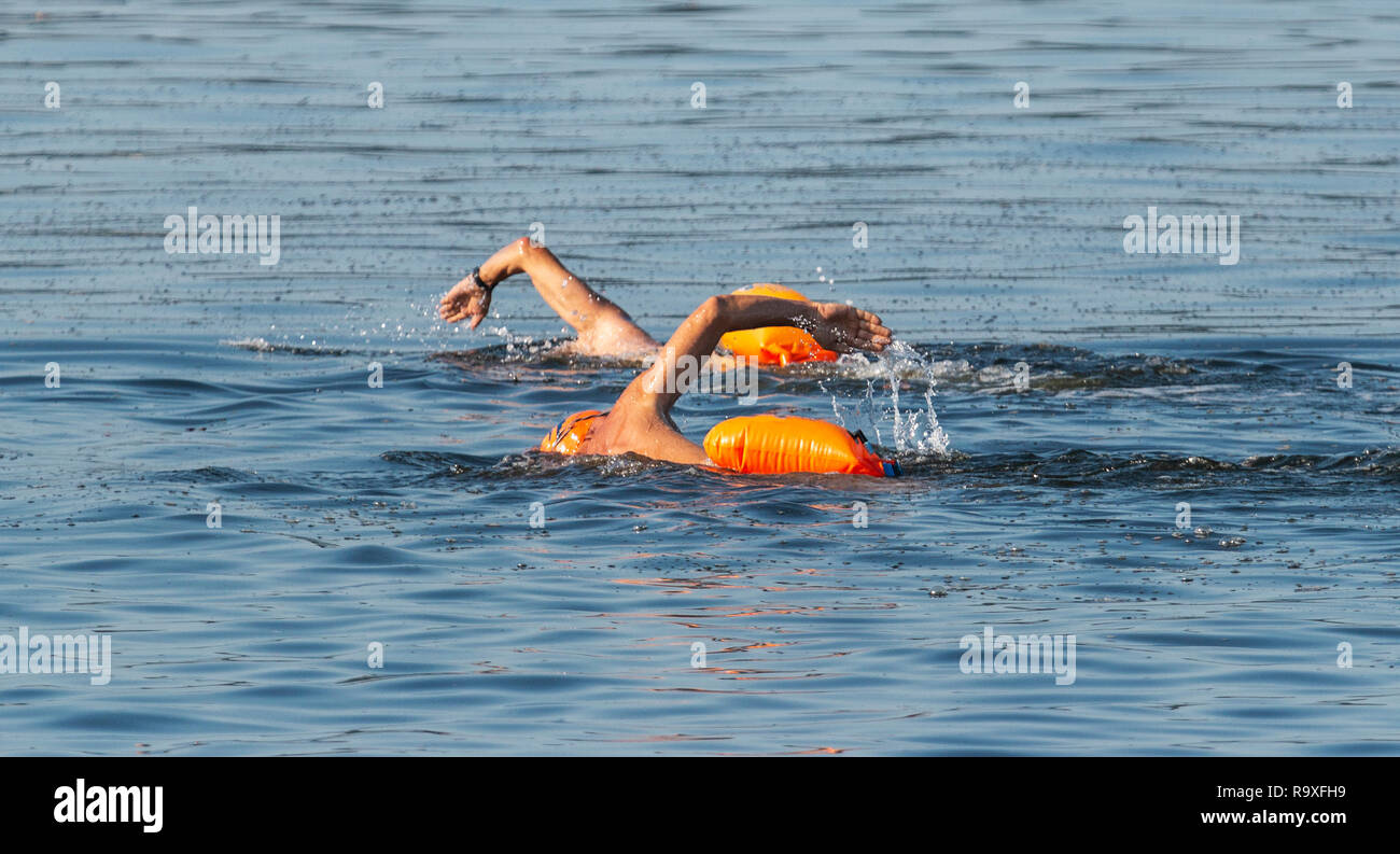 Dos nadadores masculinos son nadar al aire libre en el Long Island Sound con dispositivos de flotación de color naranja flotando detrás de ellos para la seguridad. Foto de stock