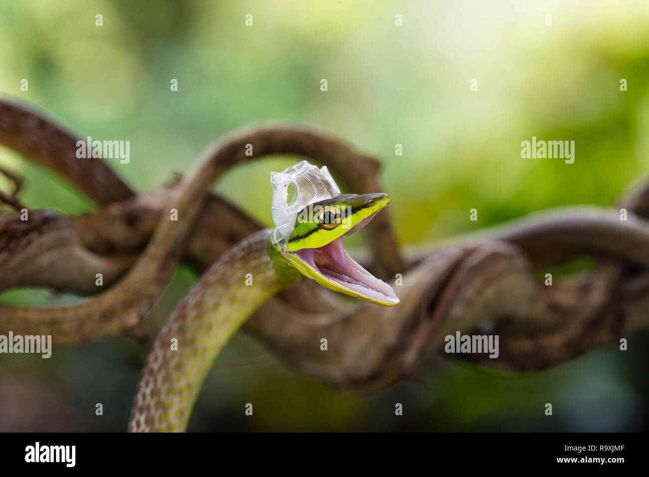 Vid de nariz corta la serpiente en el Arenal, Costa Rica Foto de stock