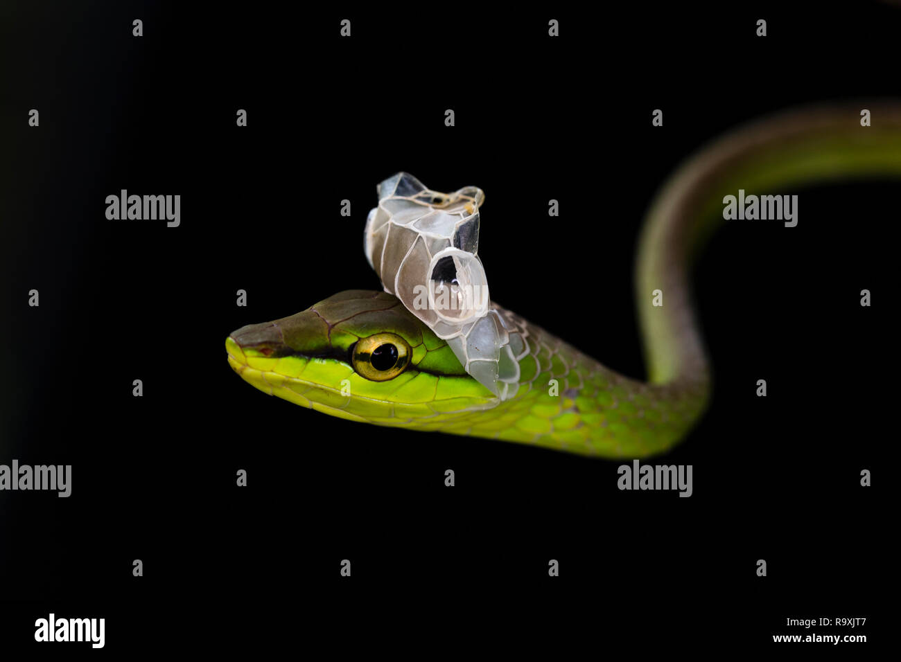Vid de nariz corta la serpiente en el Arenal, Costa Rica Foto de stock