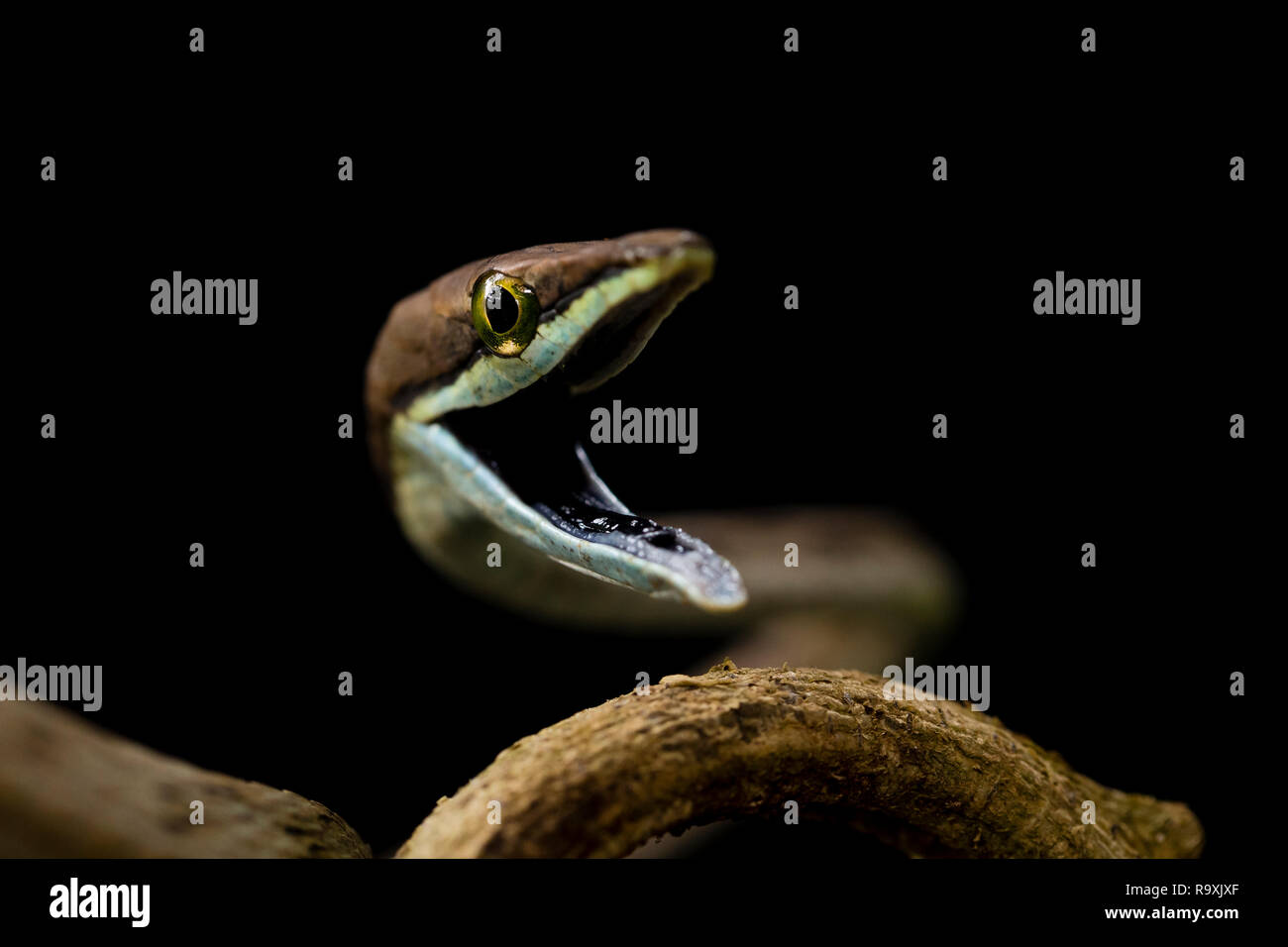 Brown serpiente vid en Arenal, Costa Rica Foto de stock