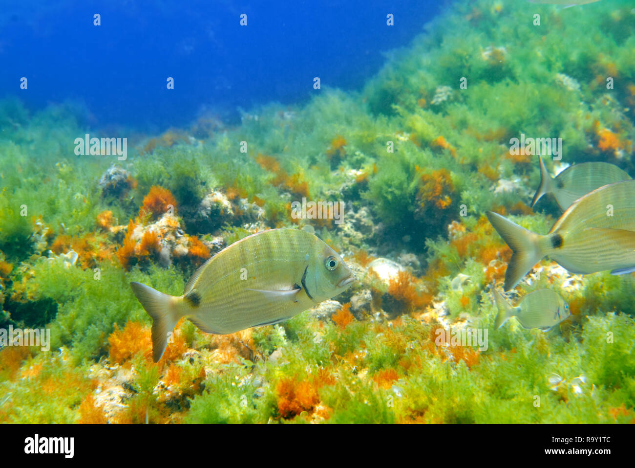 Diplodus Sargus peces Mediterráneo subacuática en España pargo blanco vivo Foto de stock