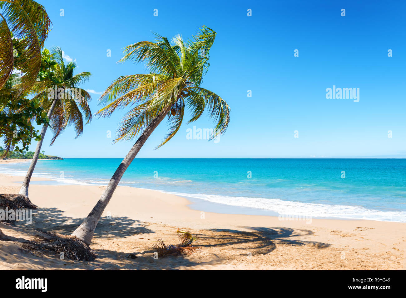 Los Cocoteros, playas de arena blanca, agua turquesa y cielo azul, Pearl Beach , Guadalupe, Indias Occidentales Francesas Foto de stock