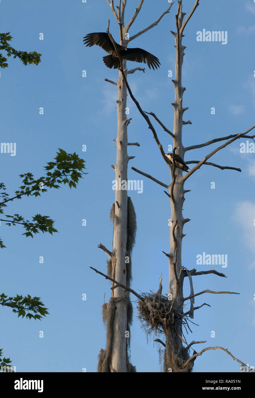 Un buitre negro, águila pescadora y un anidamiento Great Blue Heron comparten el mismo árbol. Foto de stock
