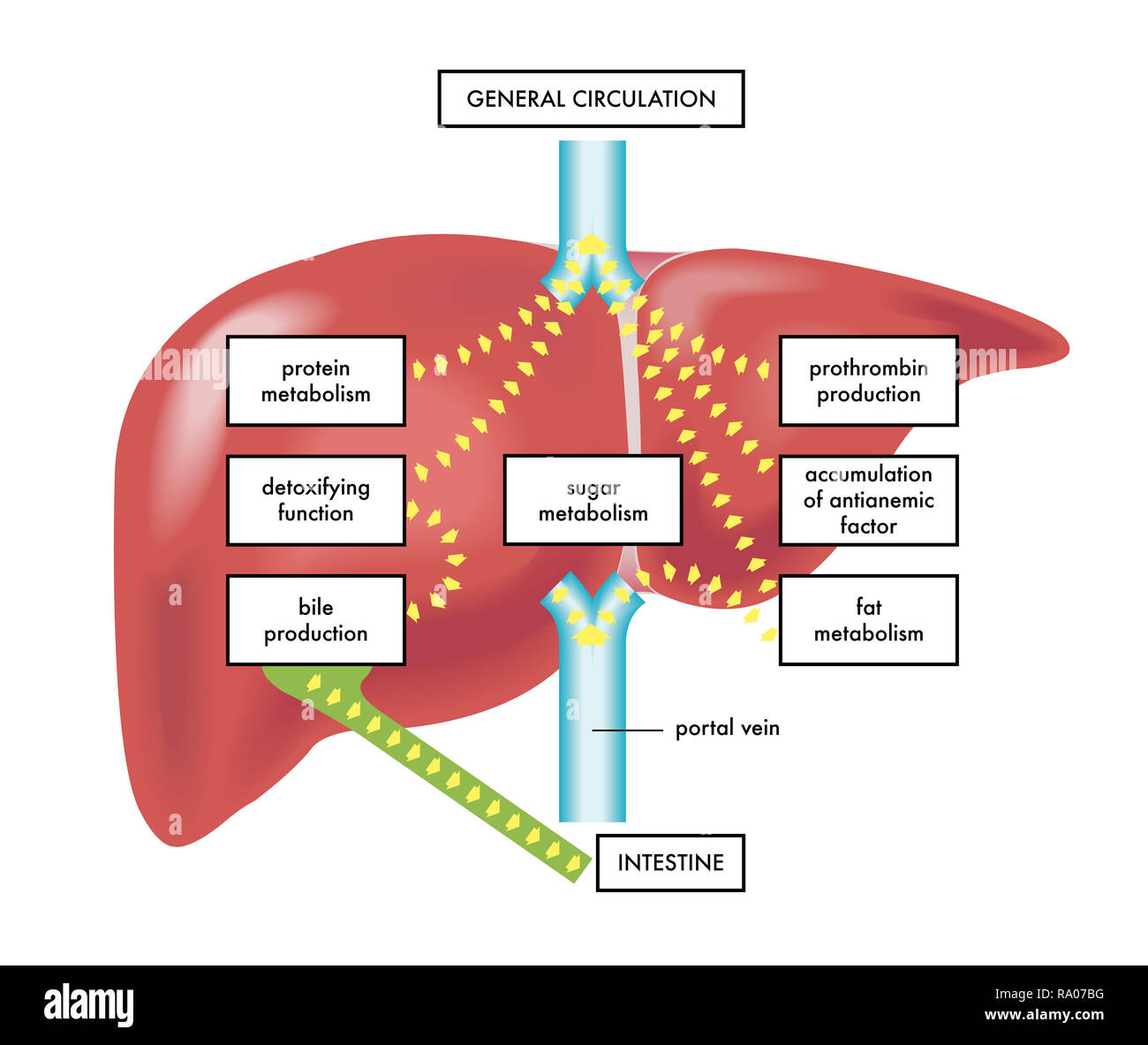 Una ilustración de las principales funciones y la anatomía del hígado  humano Fotografía de stock - Alamy