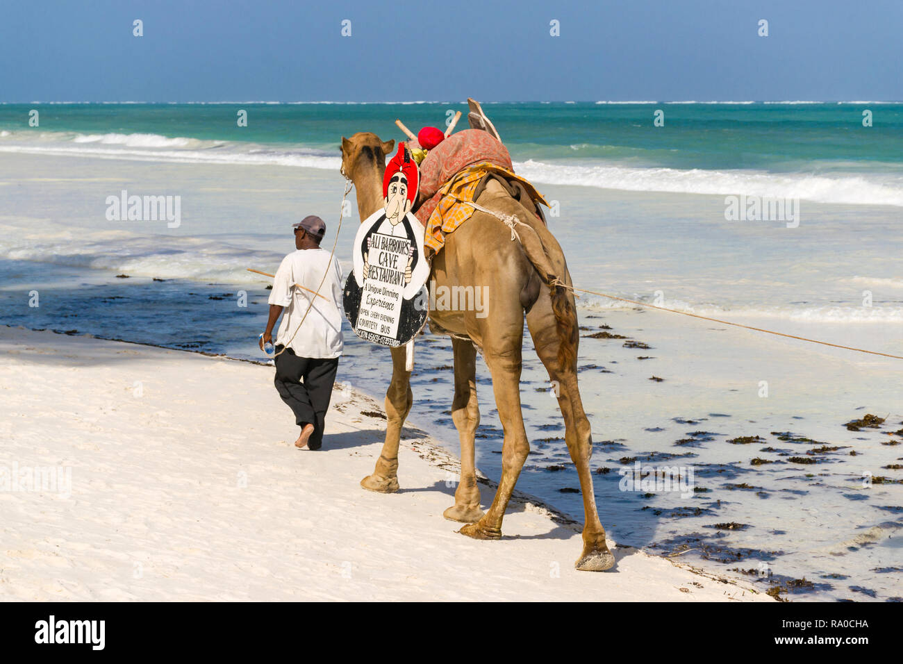 Un hombre camina kenianos locales su camello publicidad Ali Barbours cueva restaurante junto a la playa de arena blanca tropical de Diani, Kenya Foto de stock