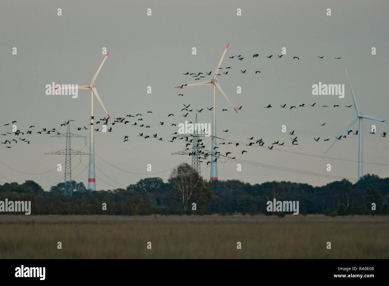 Grulla común (grus grus) gran rebaño vuelo y aterrizaje en frente de las turbinas eólicas, Hesse, Alemania Foto de stock