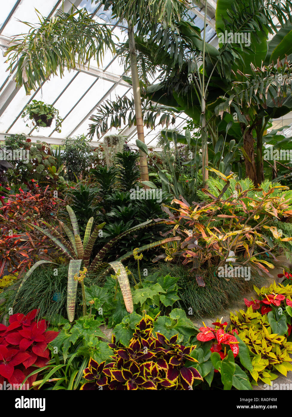 Plantas que crecen dentro de un invernadero Foto de stock