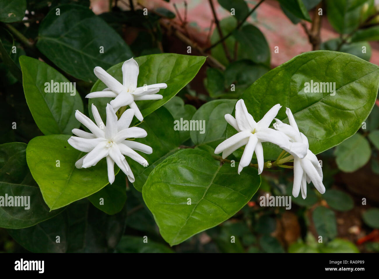 Flores de Jazmín blanco con hojas y gotas de lluvia, después de la lluvia  de flores y hojas se cubre con agua Fotografía de stock - Alamy