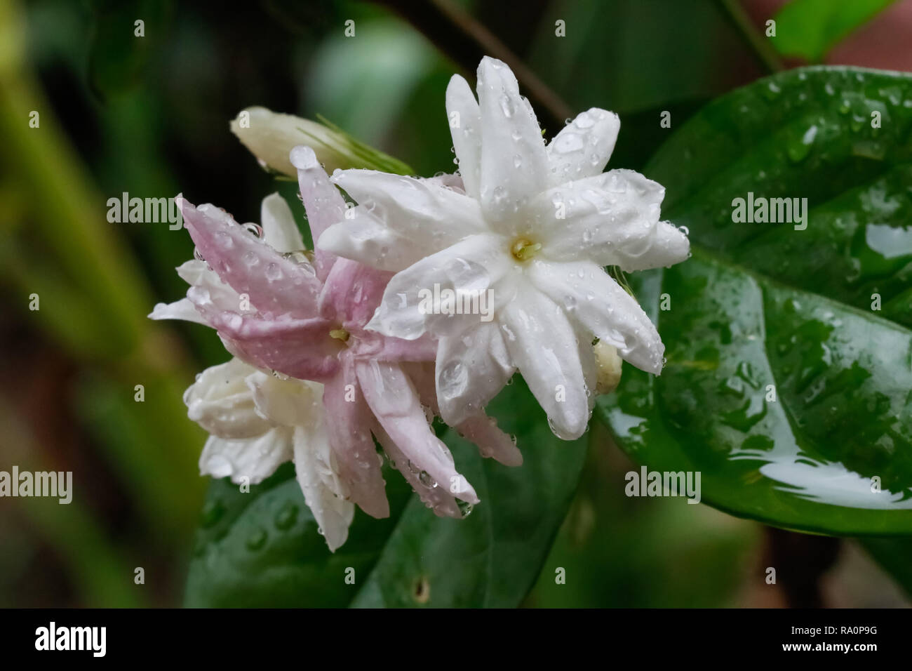 Flores de Jazmín blanco con hojas y gotas de lluvia, después de la lluvia  de flores y hojas se cubre con agua Fotografía de stock - Alamy