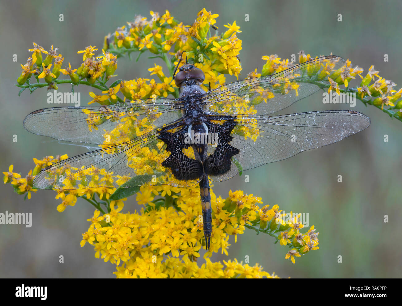 Alforjas Skimmer negro Dragonfly (Tramea lacerata), apoyándose en el Goldenrod, Otoño, E EE.UU., por omitir Moody/Dembinsky Foto Assoc Foto de stock