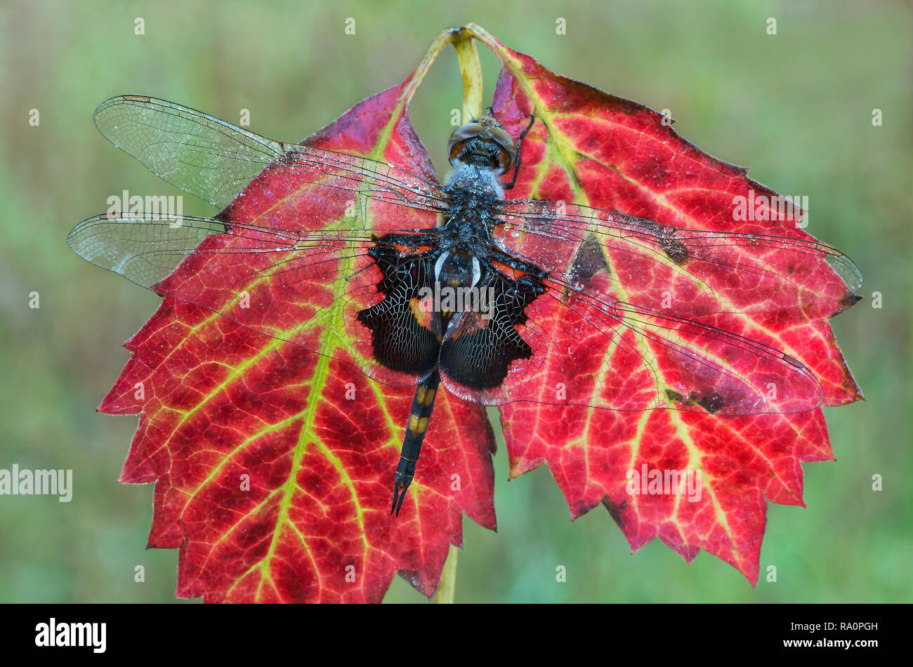 Black Saddlebols Skimmer Dragonfly (Tramea lacerata), descansando sobre las hojas, Autumn, E USA, por Skip Moody/Dembinsky Photo Assoc Foto de stock