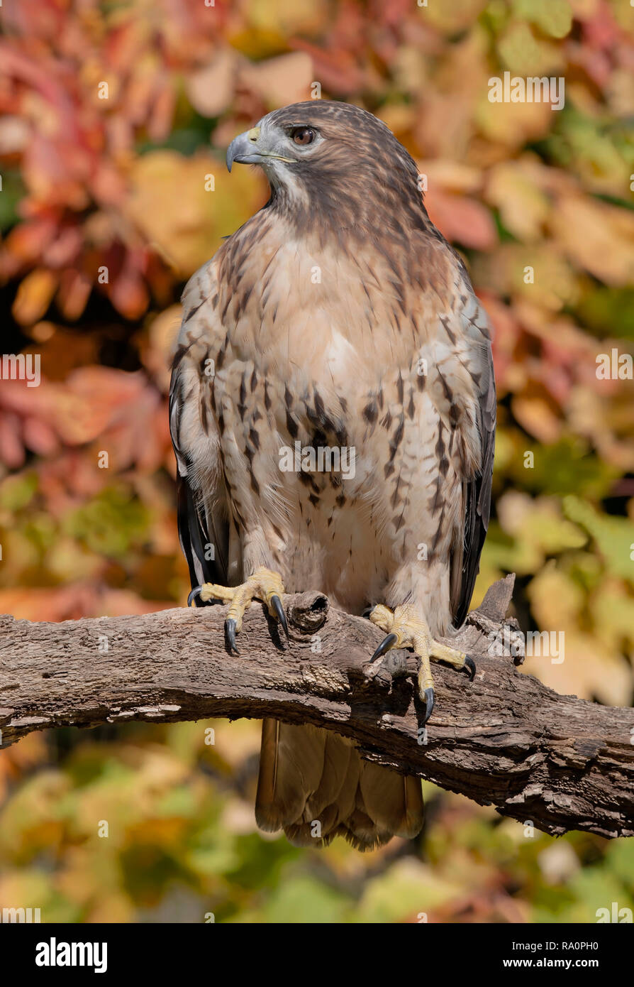 Red-Tailed Hawk (Buteo jamaicensis), encaramado en el árbol, Otoño, E América del Norte, por omitir Moody/Dembinsky Foto Assoc Foto de stock