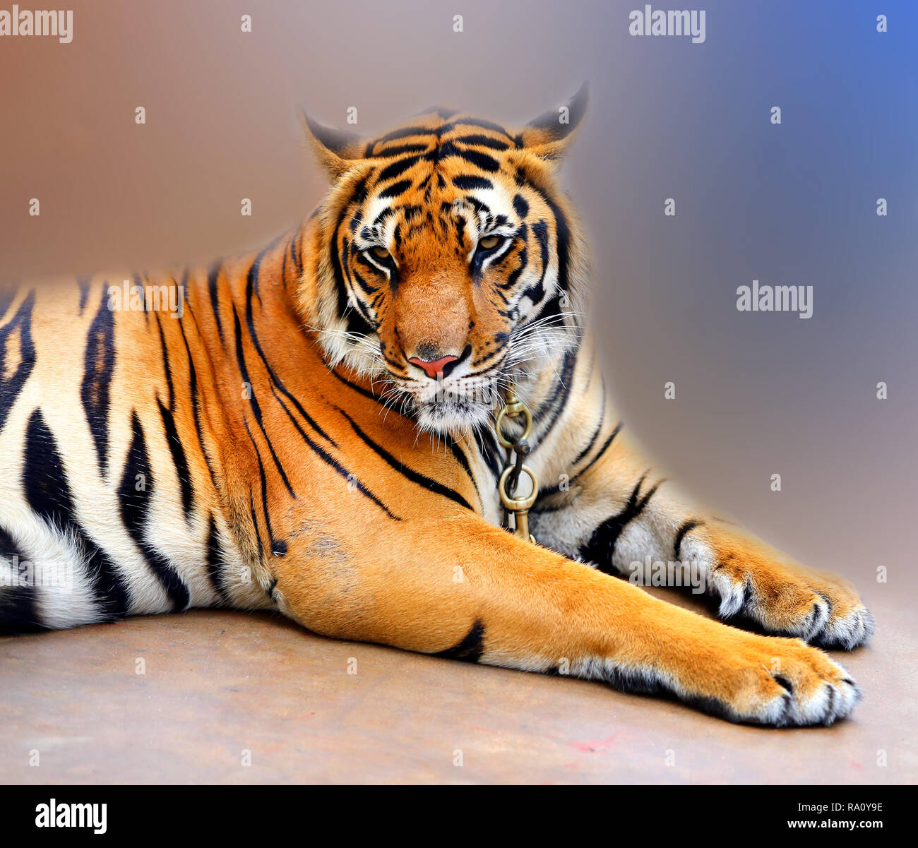 Cadena de tigre fotografías e imágenes de alta resolución - Página 2 - Alamy