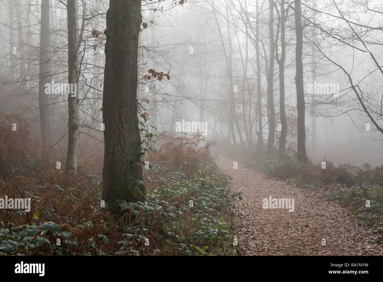 Mañana de invierno en Erncroft atmosférica woods, Etherow Country Park, Stockport, Inglaterra. Condiciones de niebla en el bosque denso. Foto de stock