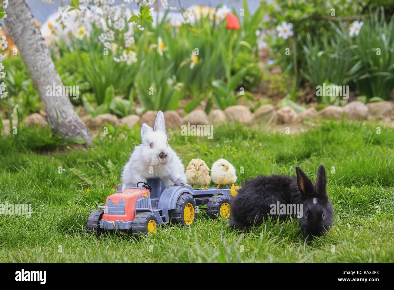 Fotografía pictórica con conejos graciosos Foto de stock